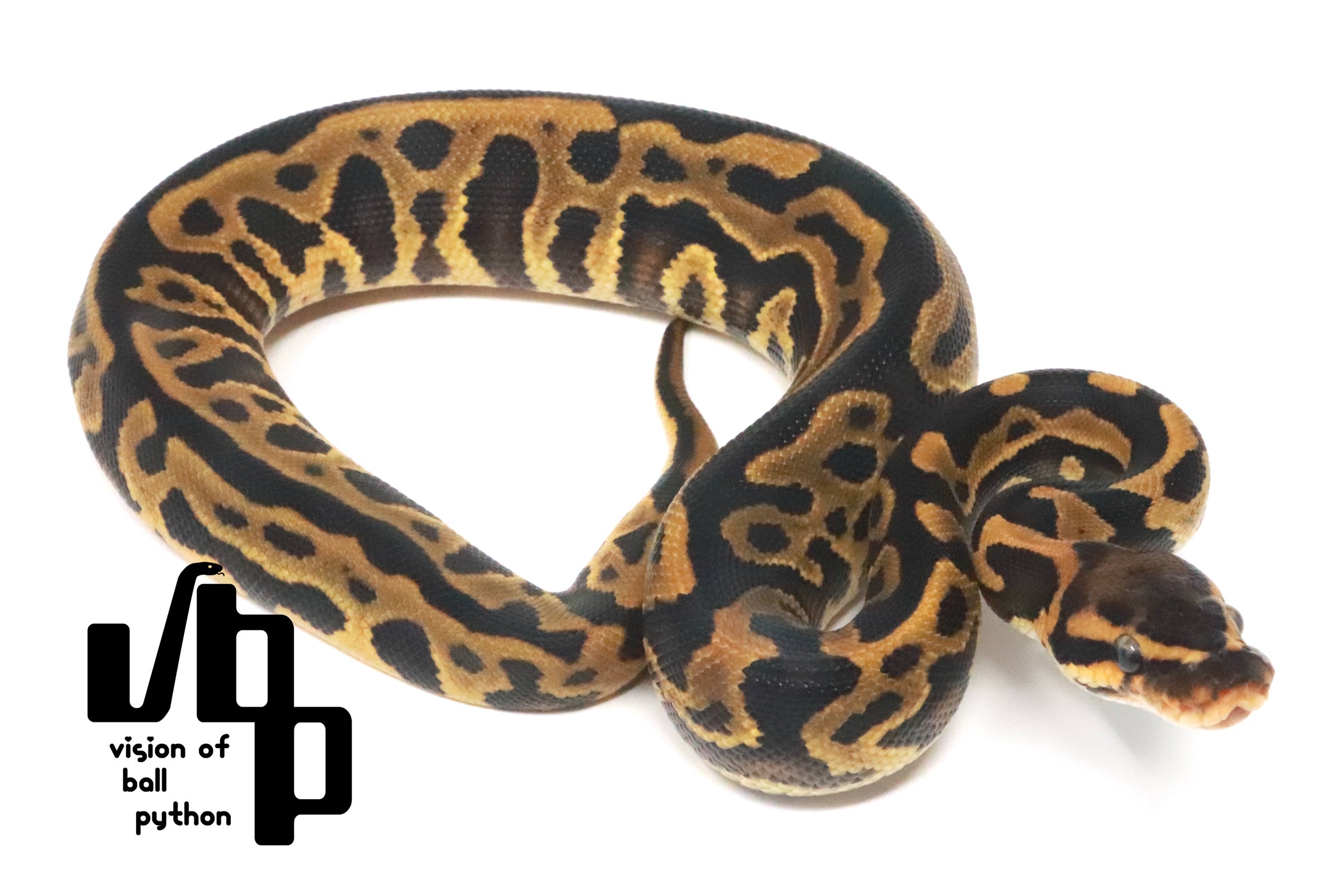 激安特価 総柄 S JQ レオパード 白 豹柄 黒 leopard パイソン python